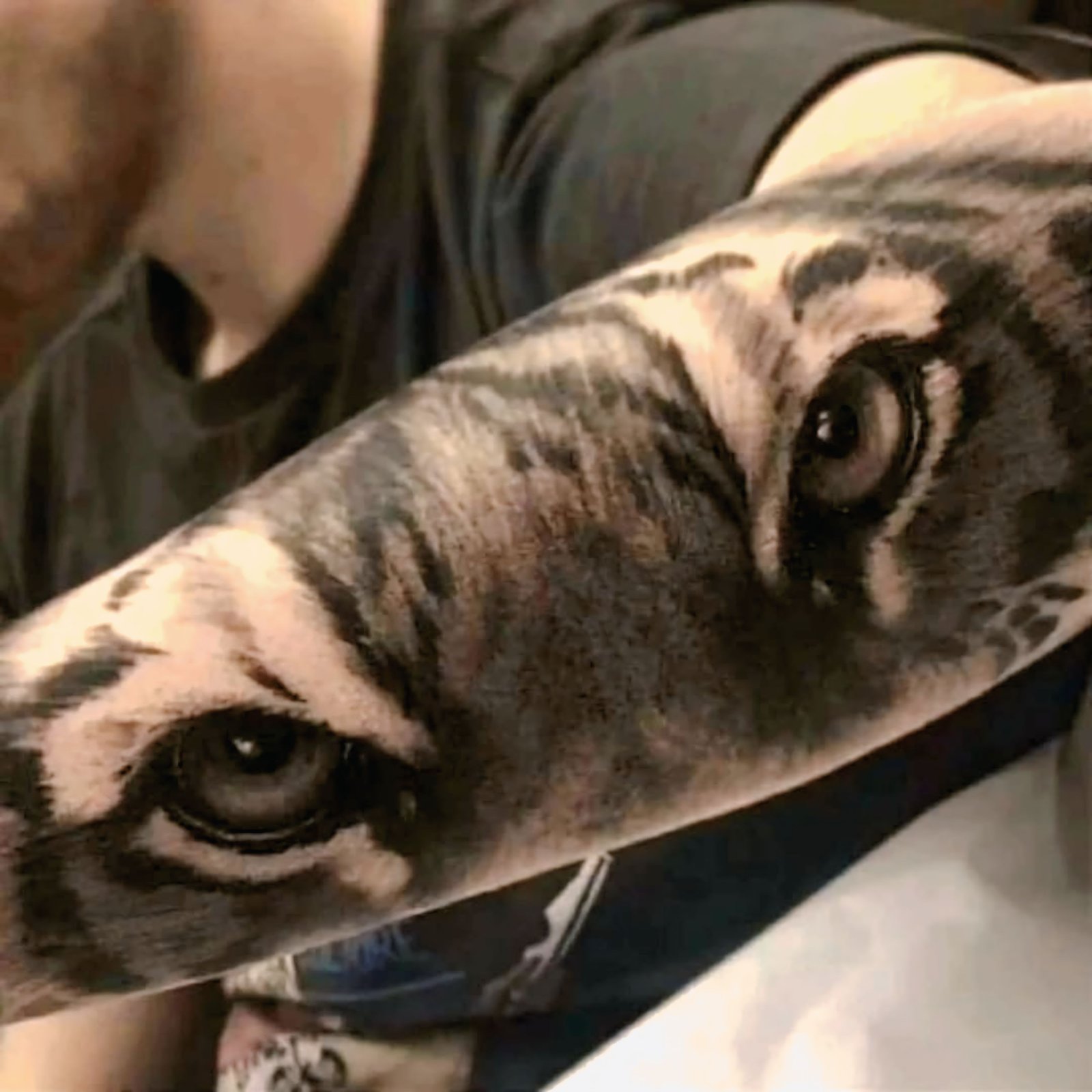 Black and grey realism close-up of tiger or leopard eyes tattoo on an arm